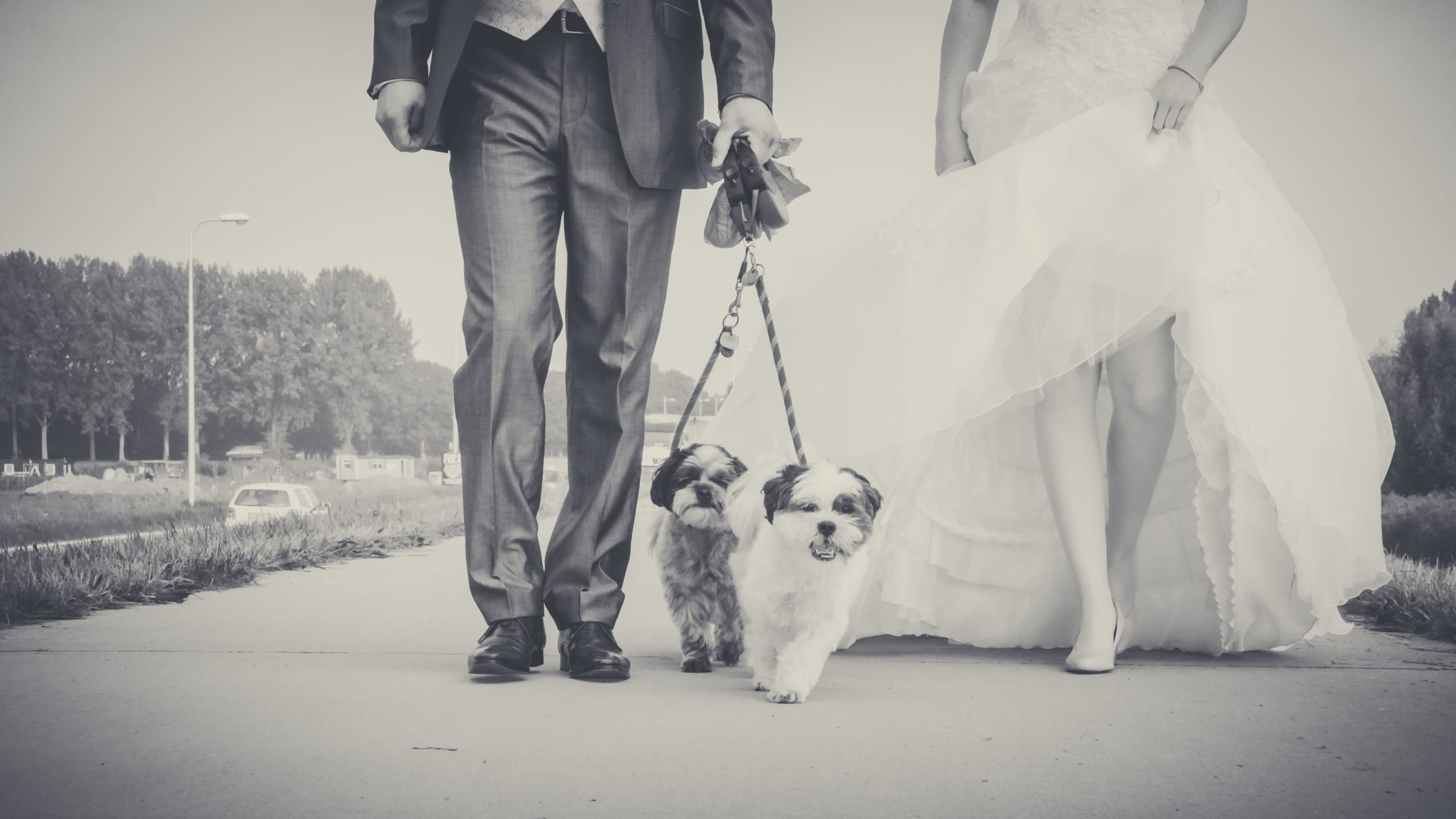 3 Ways to Include Your Pet in Your Wedding. Desktop Image